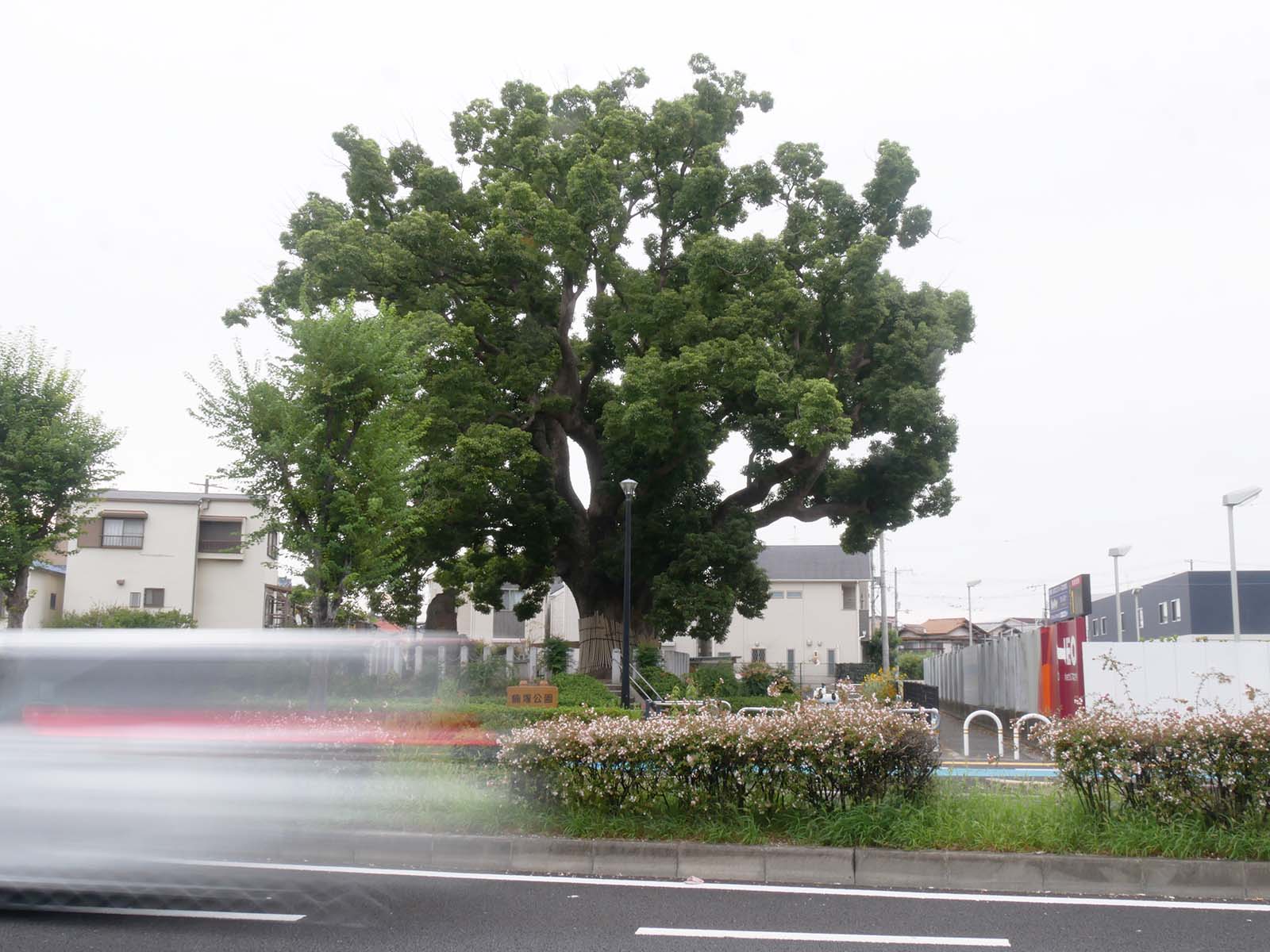 金岡神社・西之宮頓宮のくすのき