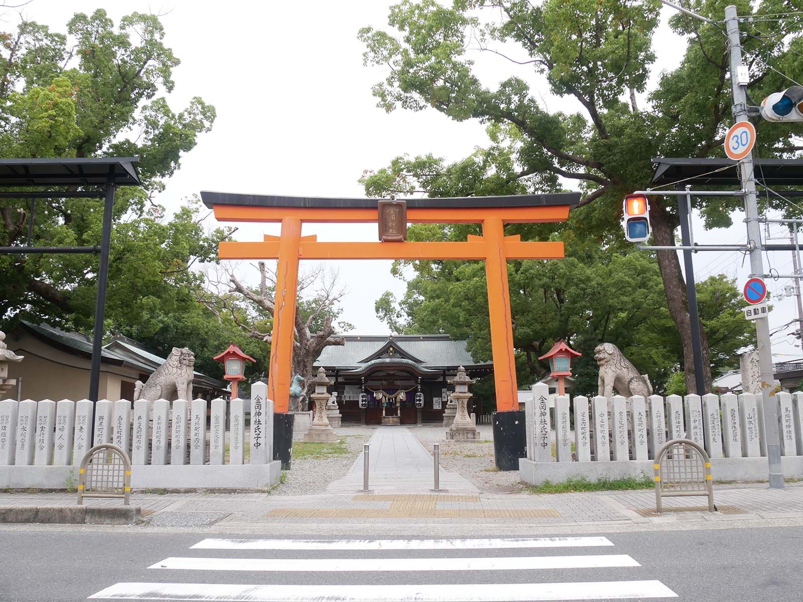 金岡神社のくすのき40号