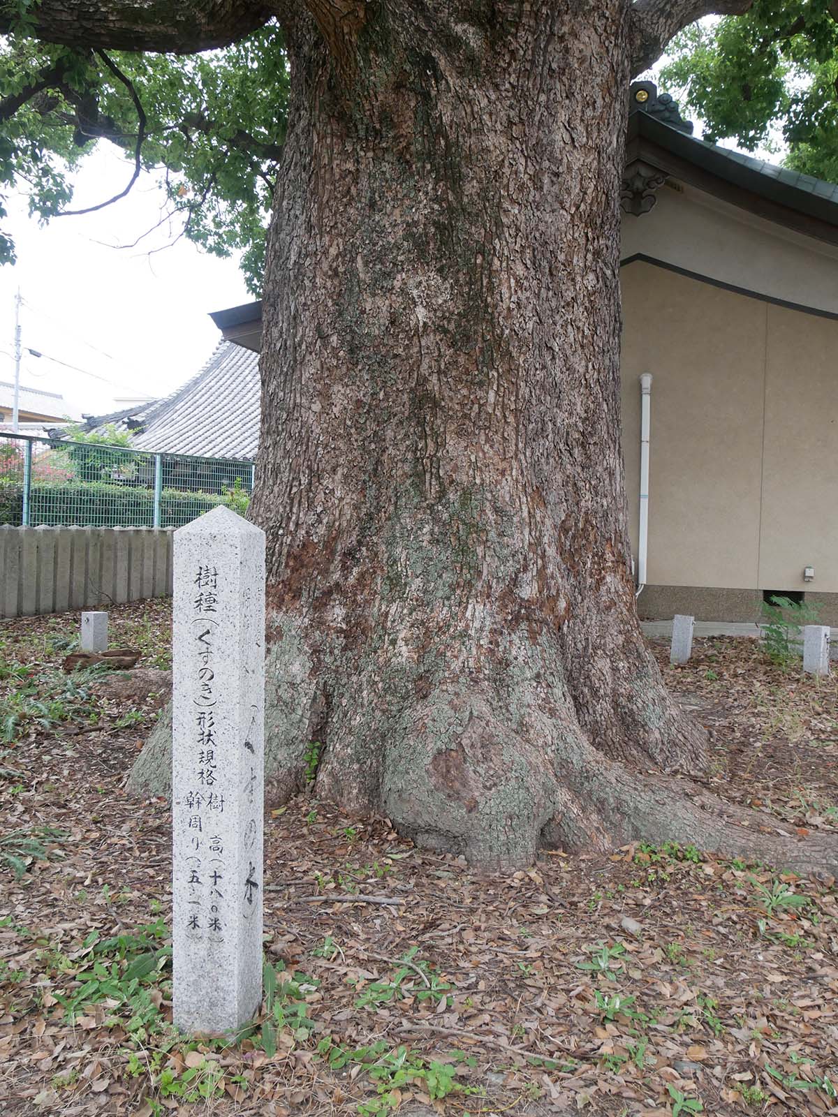 金岡神社のくすのき40号