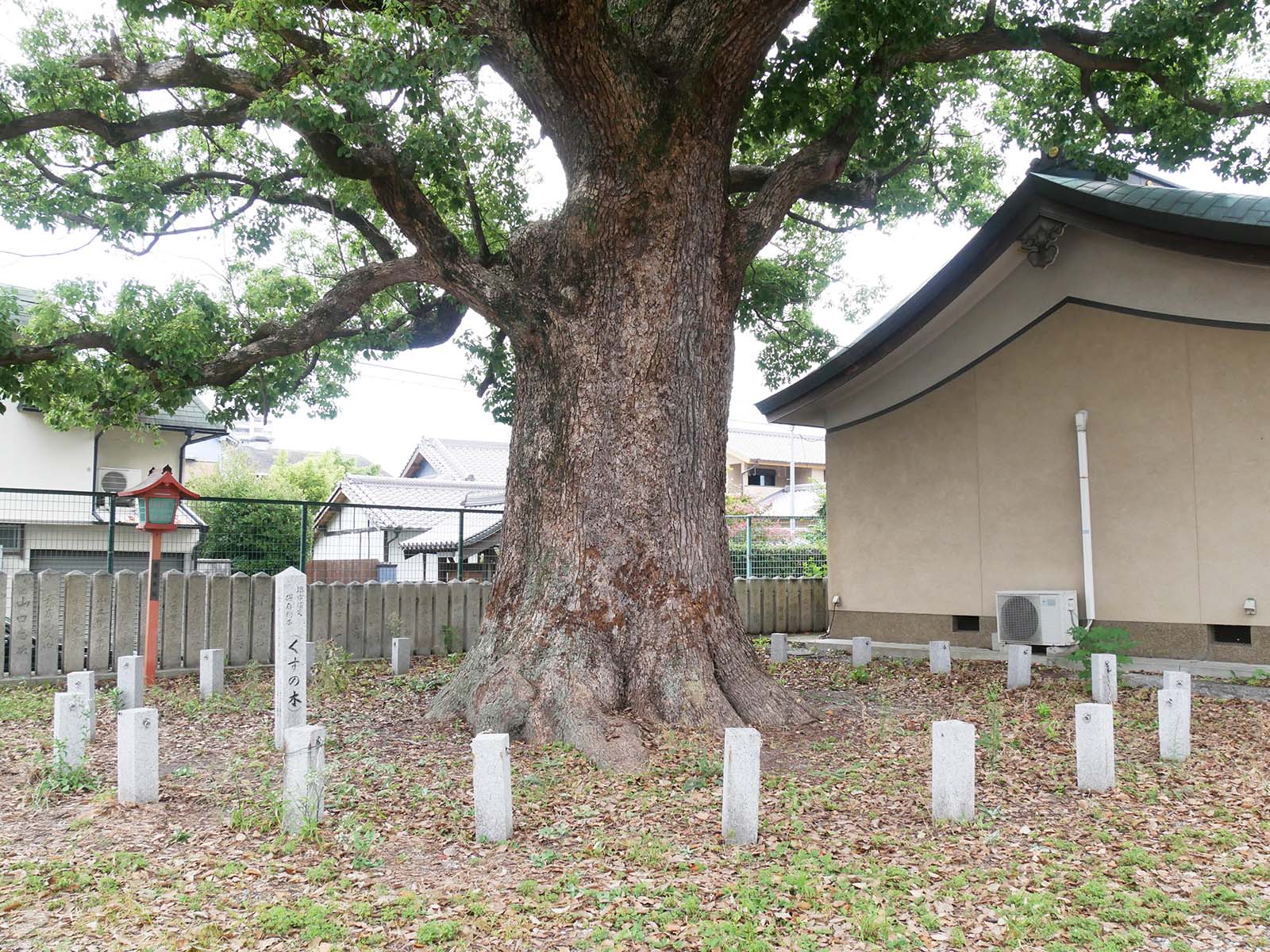 金岡神社のくすのき40号