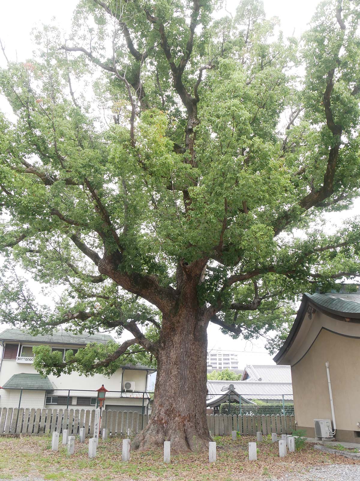 金岡神社のくすのき40号