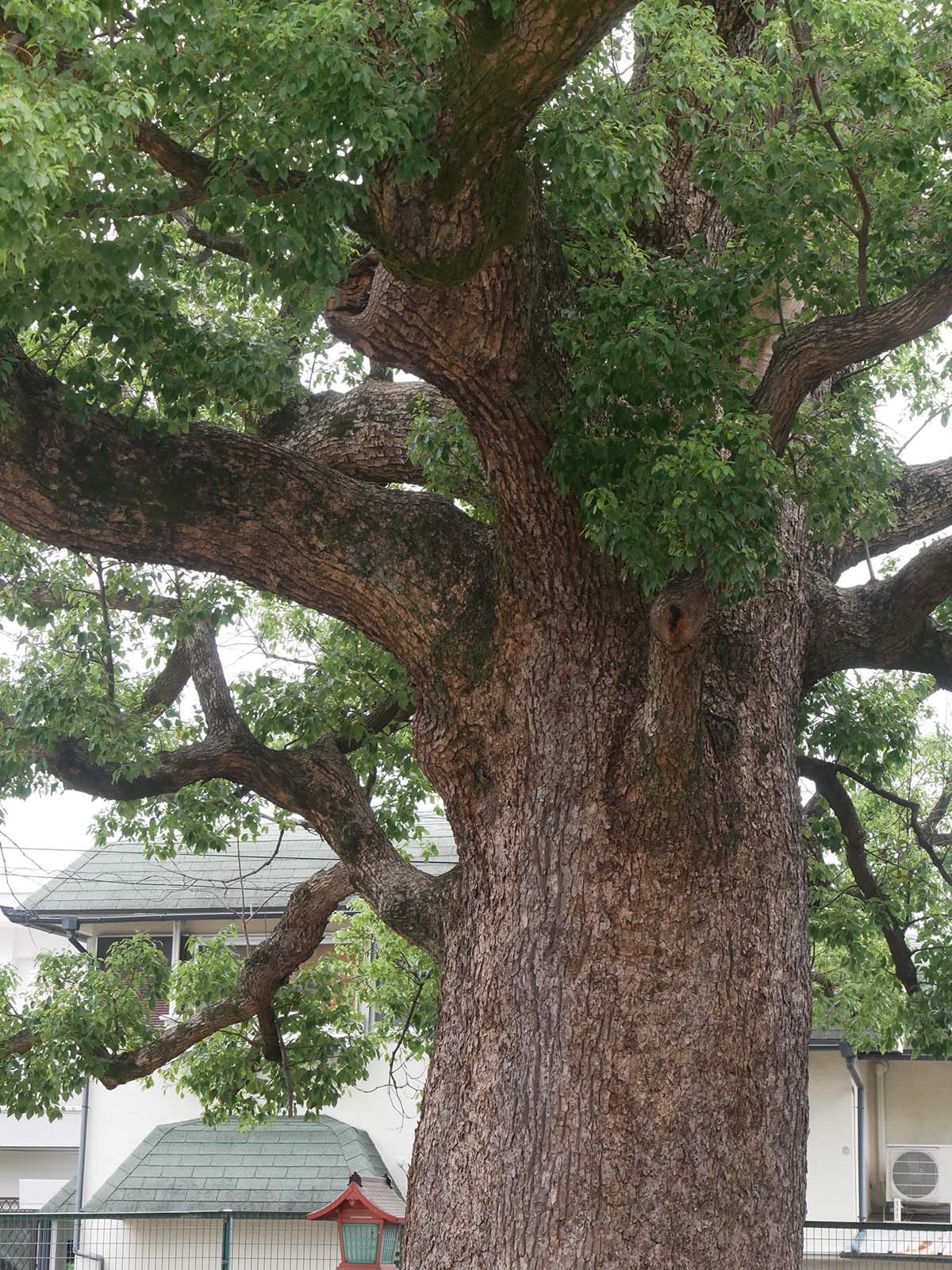 金岡神社のくすのき40号