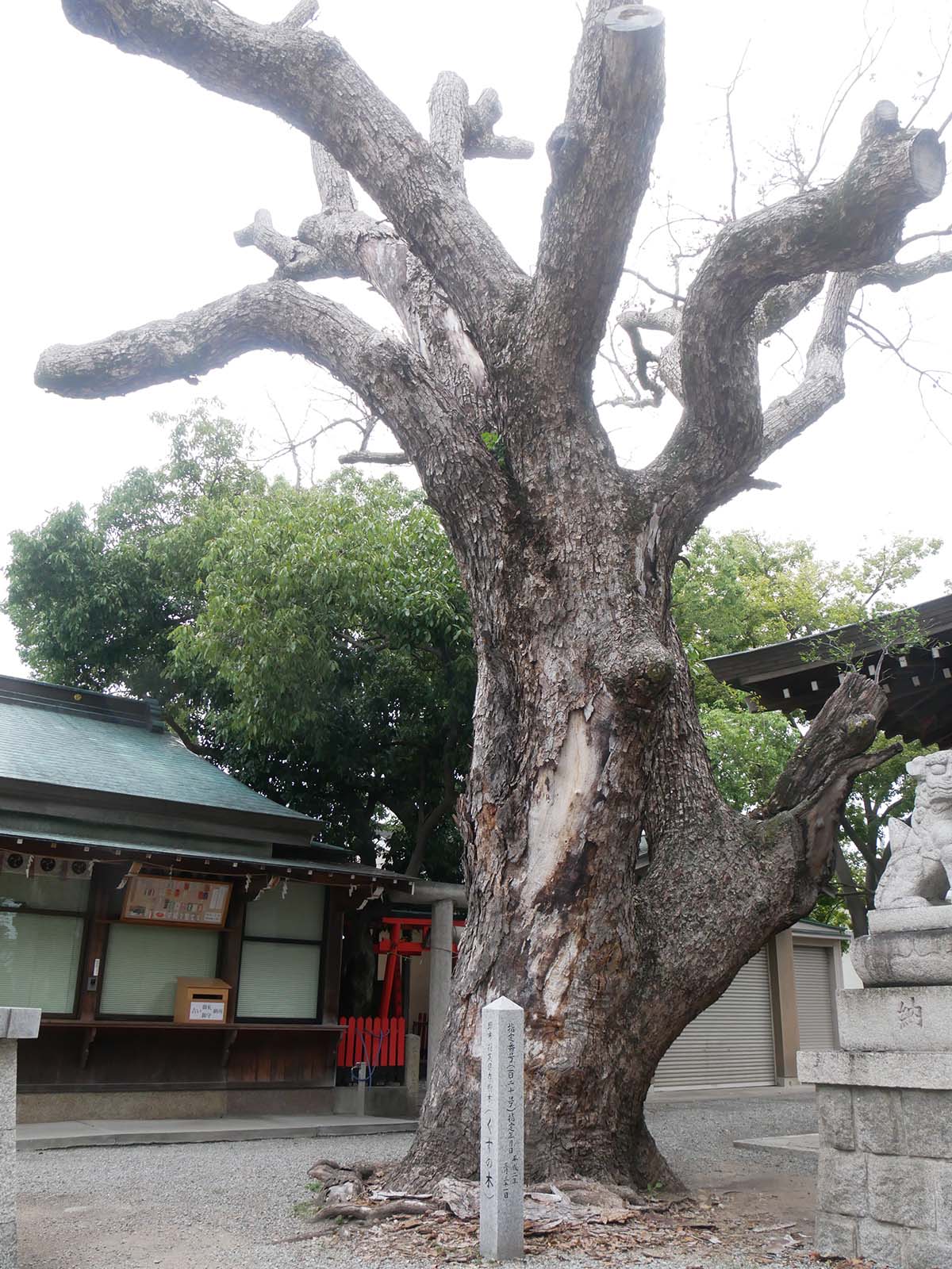 金岡神社のくすのき120号