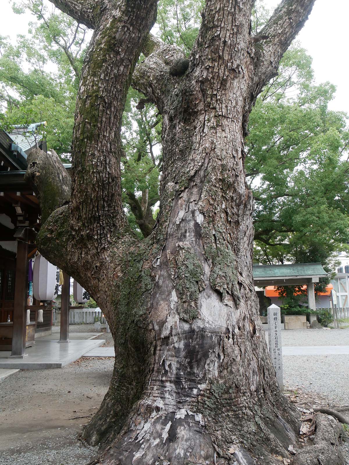 金岡神社のくすのき120号