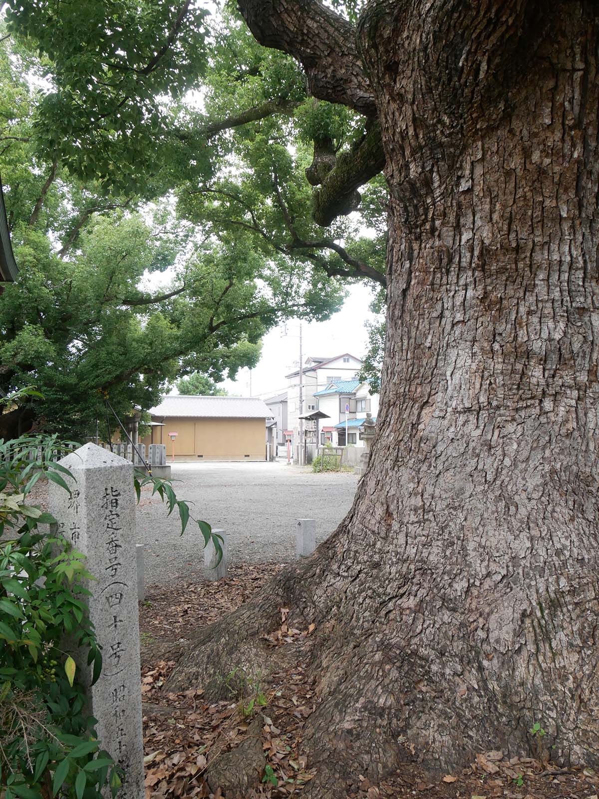 金岡神社のくすのき40号