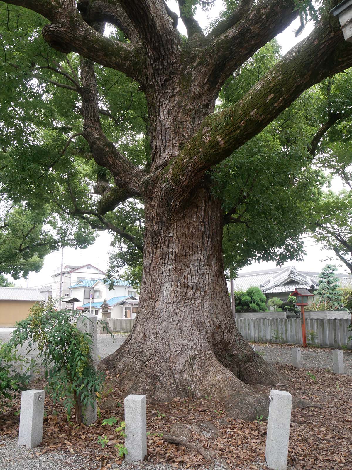 金岡神社のくすのき40号