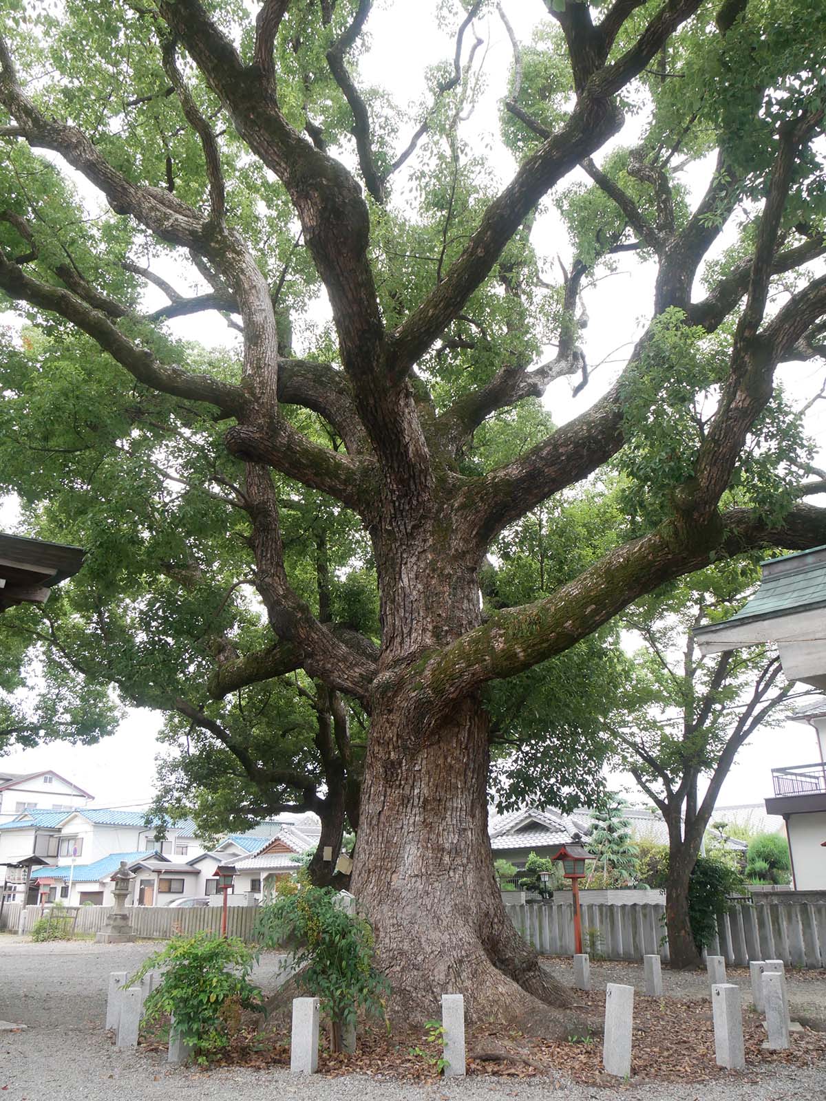 金岡神社のくすのき40号