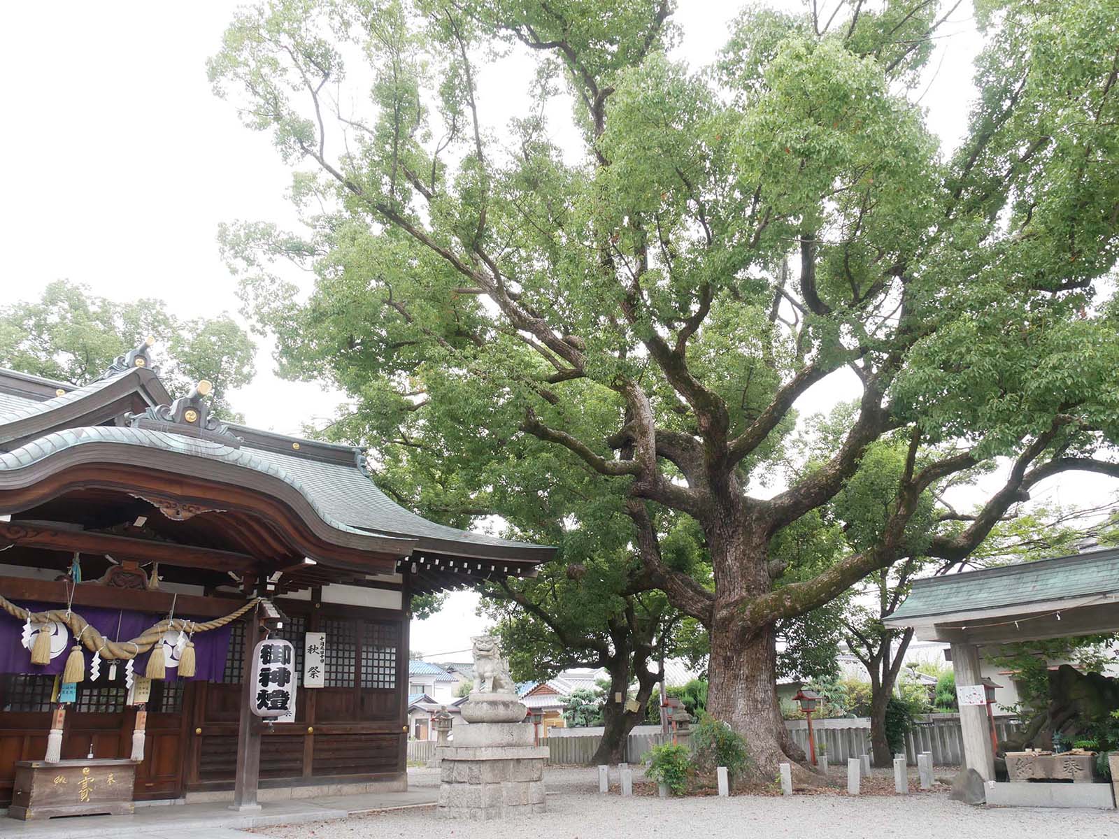 金岡神社のくすのき40号