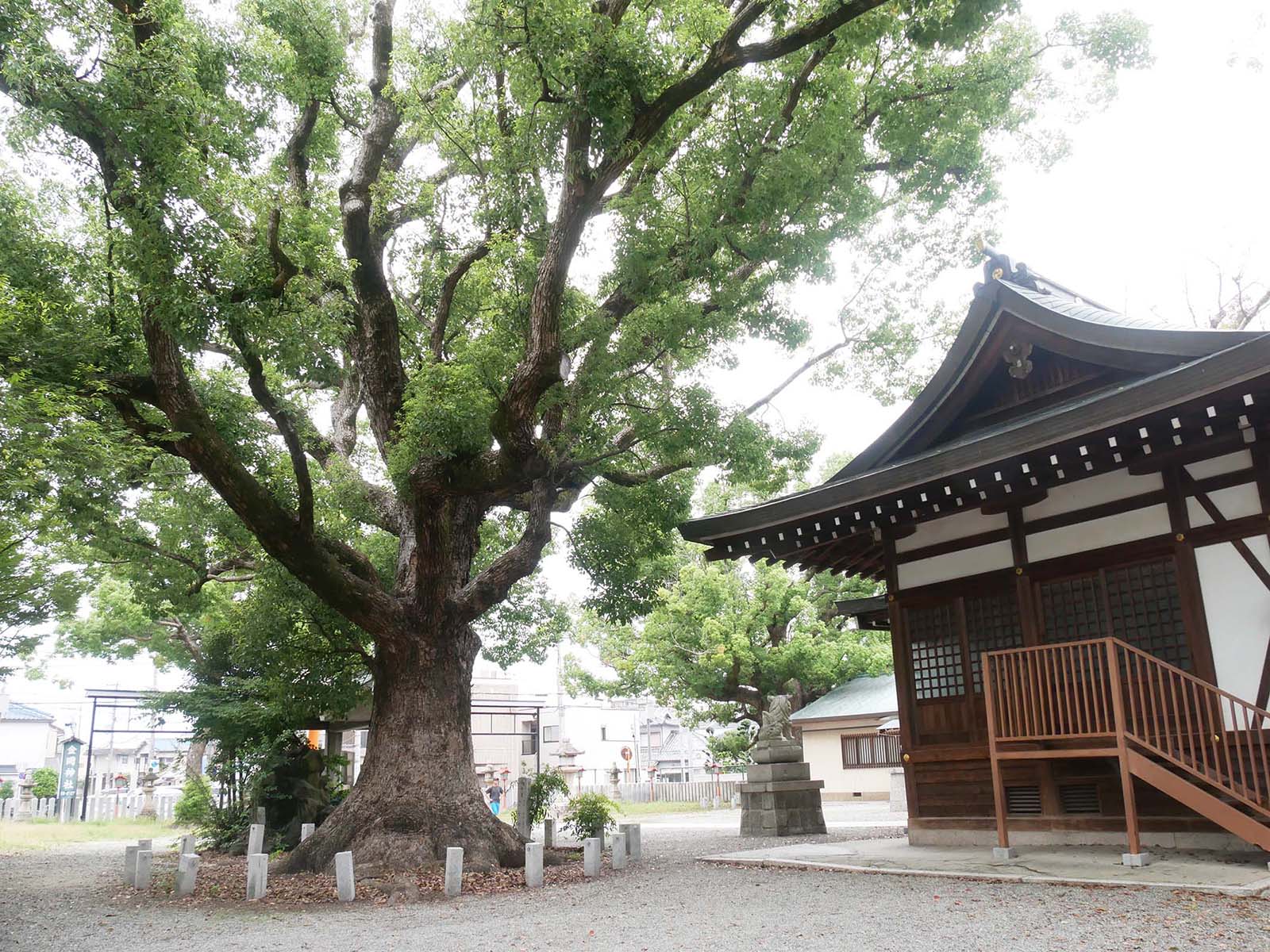 金岡神社のくすのき40号