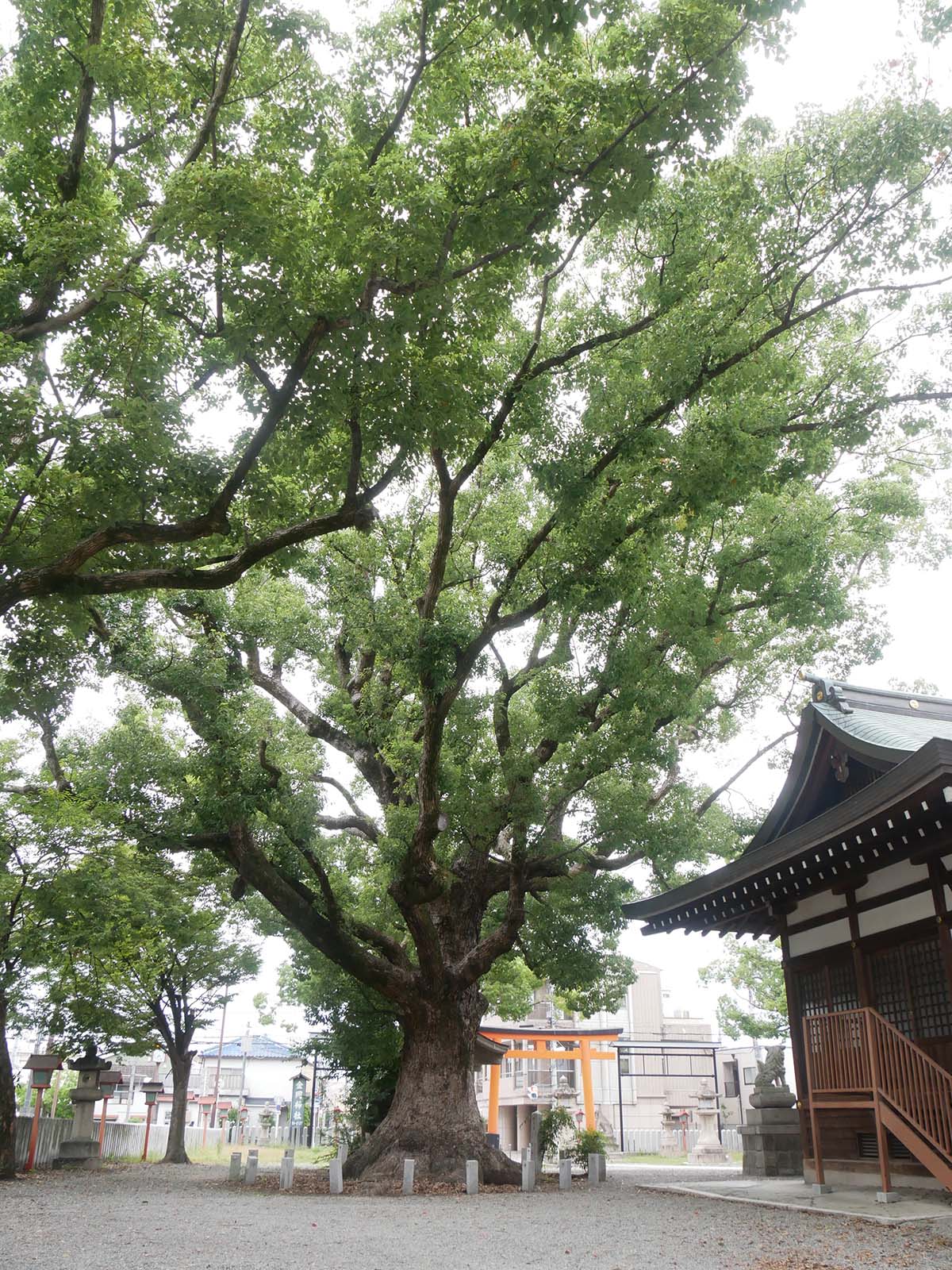 金岡神社のくすのき40号