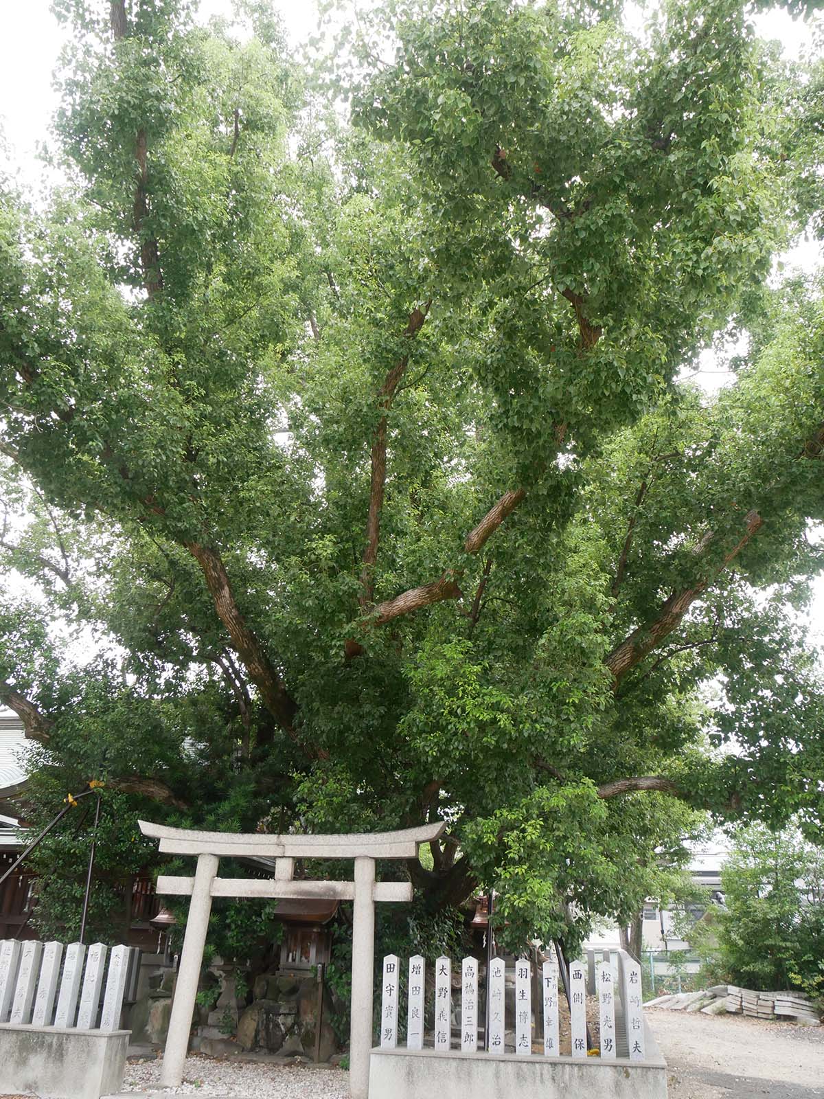 金岡神社・夜泣きのくすのき