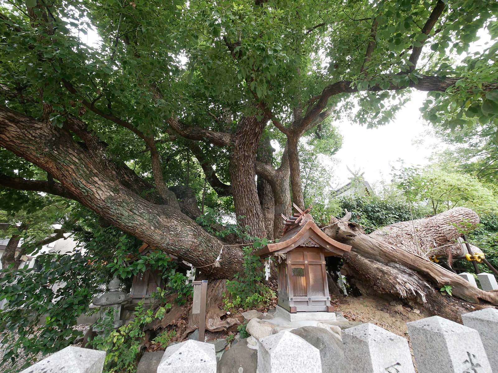 金岡神社・夜泣きのくすのき