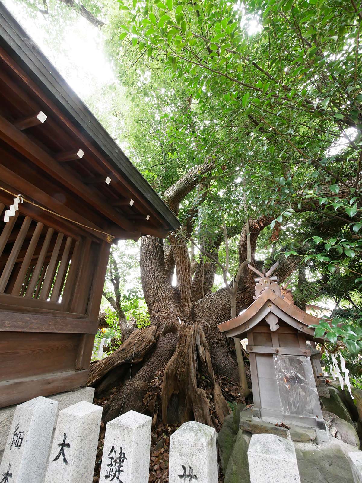 金岡神社・夜泣きのくすのき