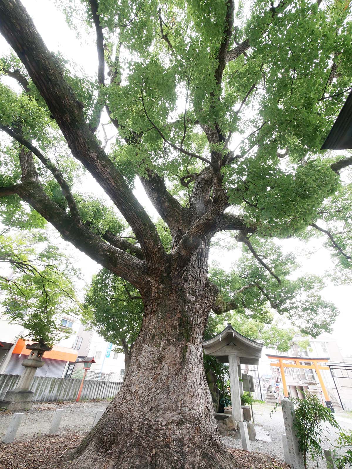 金岡神社のくすのき40号