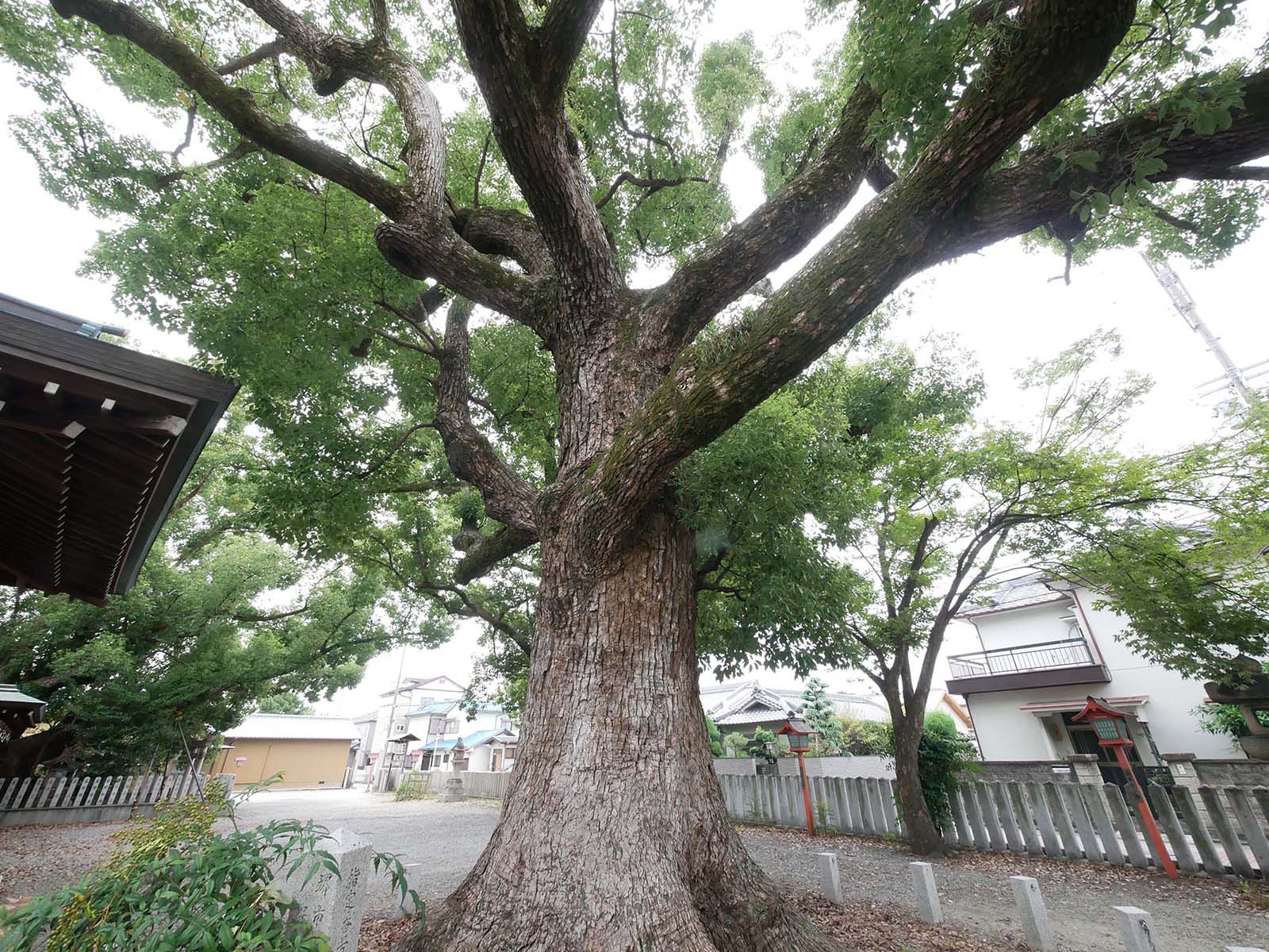 金岡神社のくすのき40号