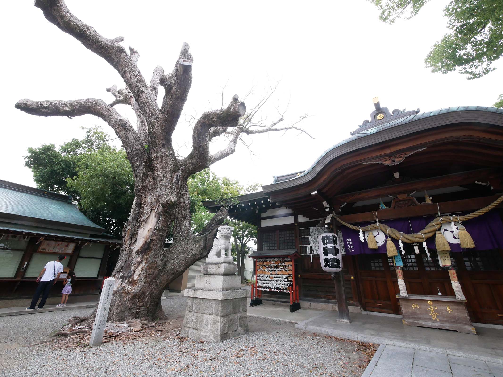 金岡神社のくすのき120号