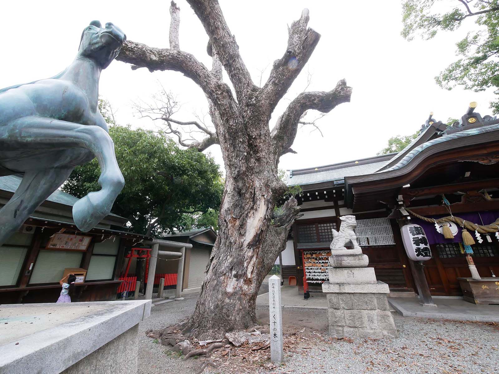 金岡神社のくすのき120号