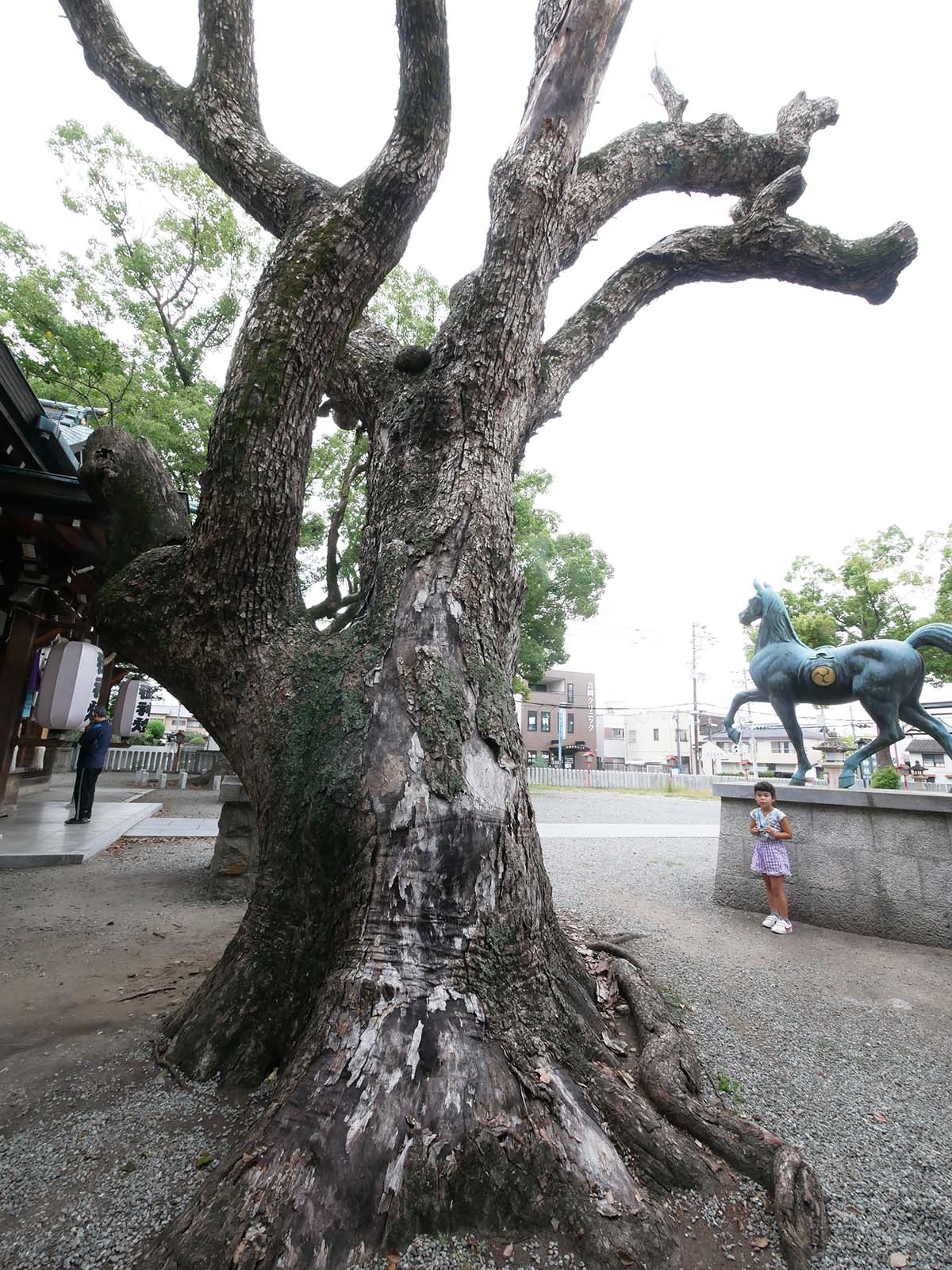 金岡神社のくすのき120号