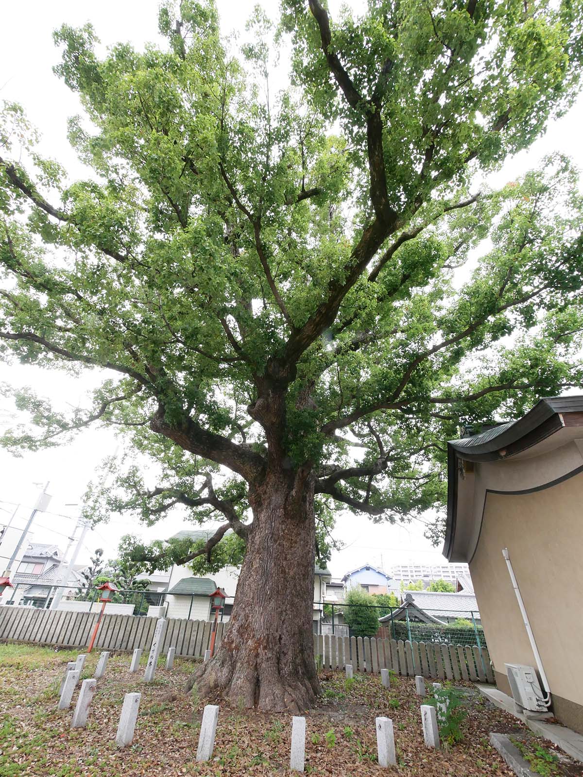 金岡神社のくすのき40号