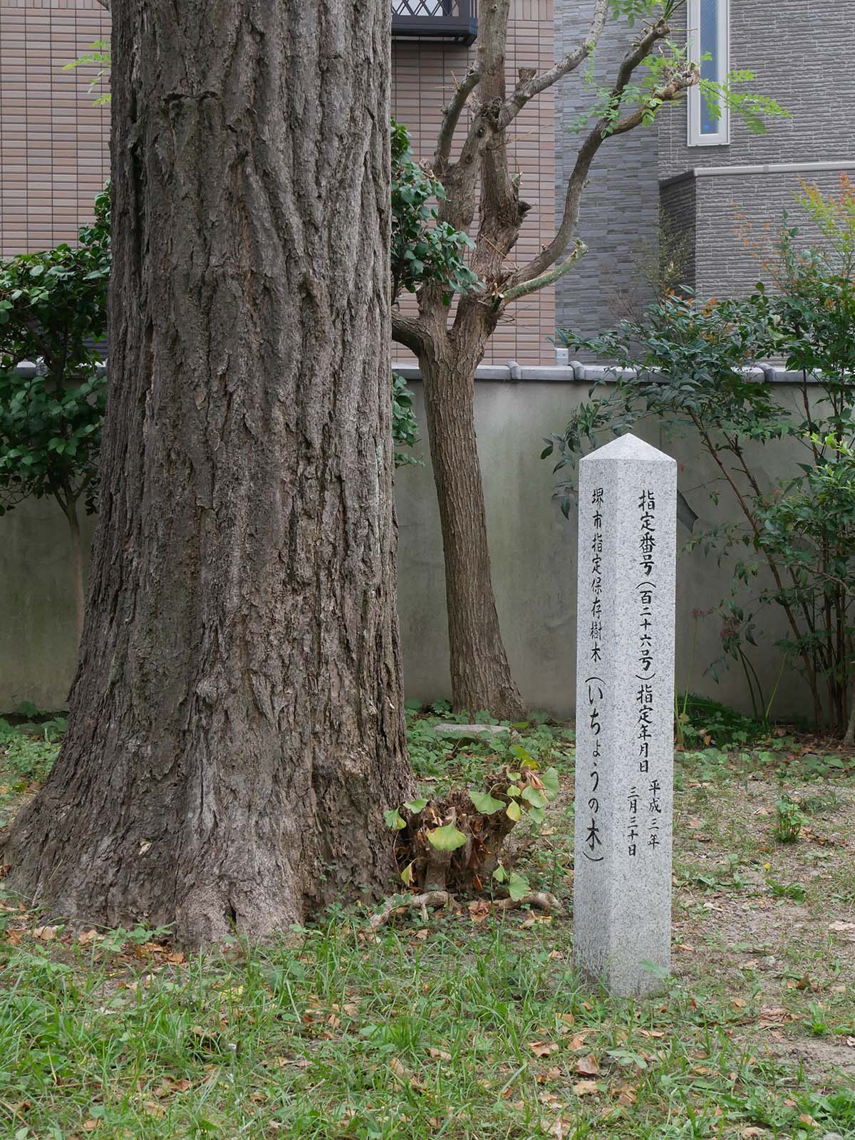 金岡神社・光照寺のいちょう