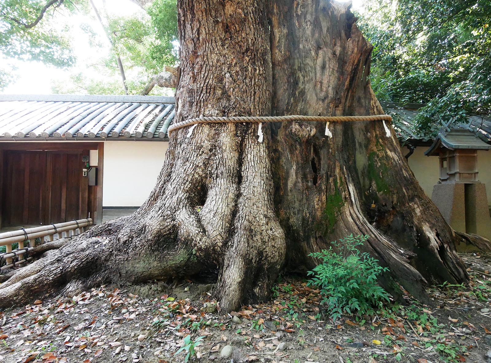 百舌鳥のくす