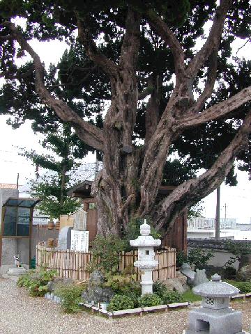 渋谷のカイヅカイブキ