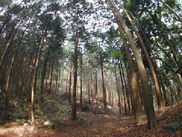 天王のあかがし2本