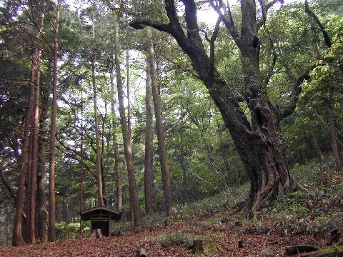 天王のあかがし2本