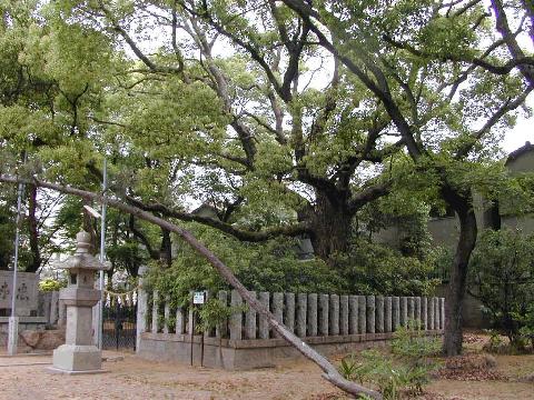 和田賢秀墓のくす