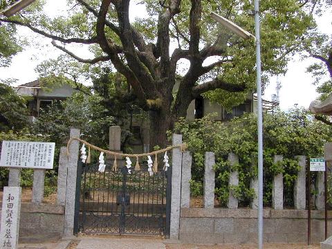 和田賢秀墓のくす