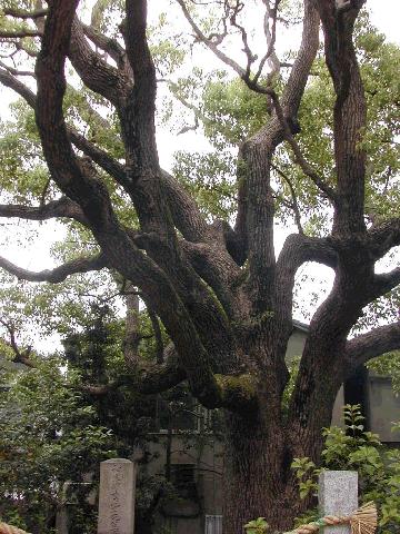 和田賢秀墓のくす