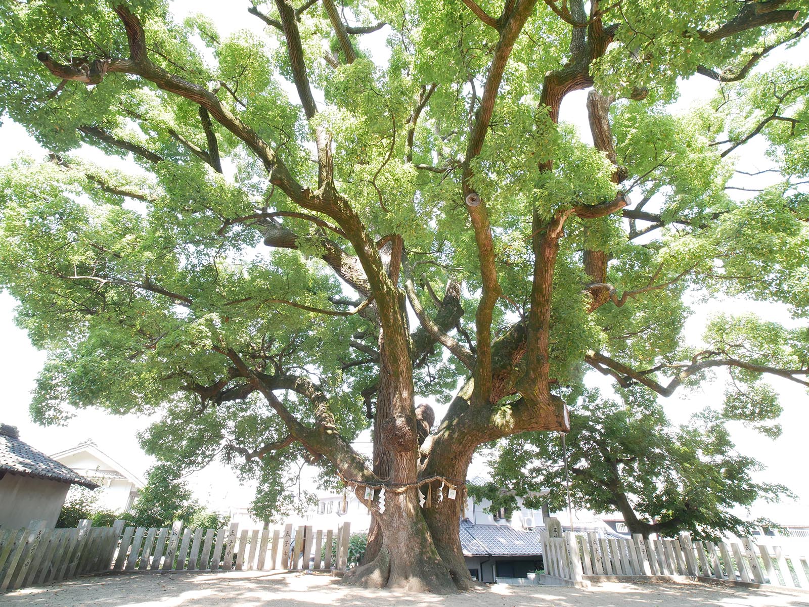 石神社のクス