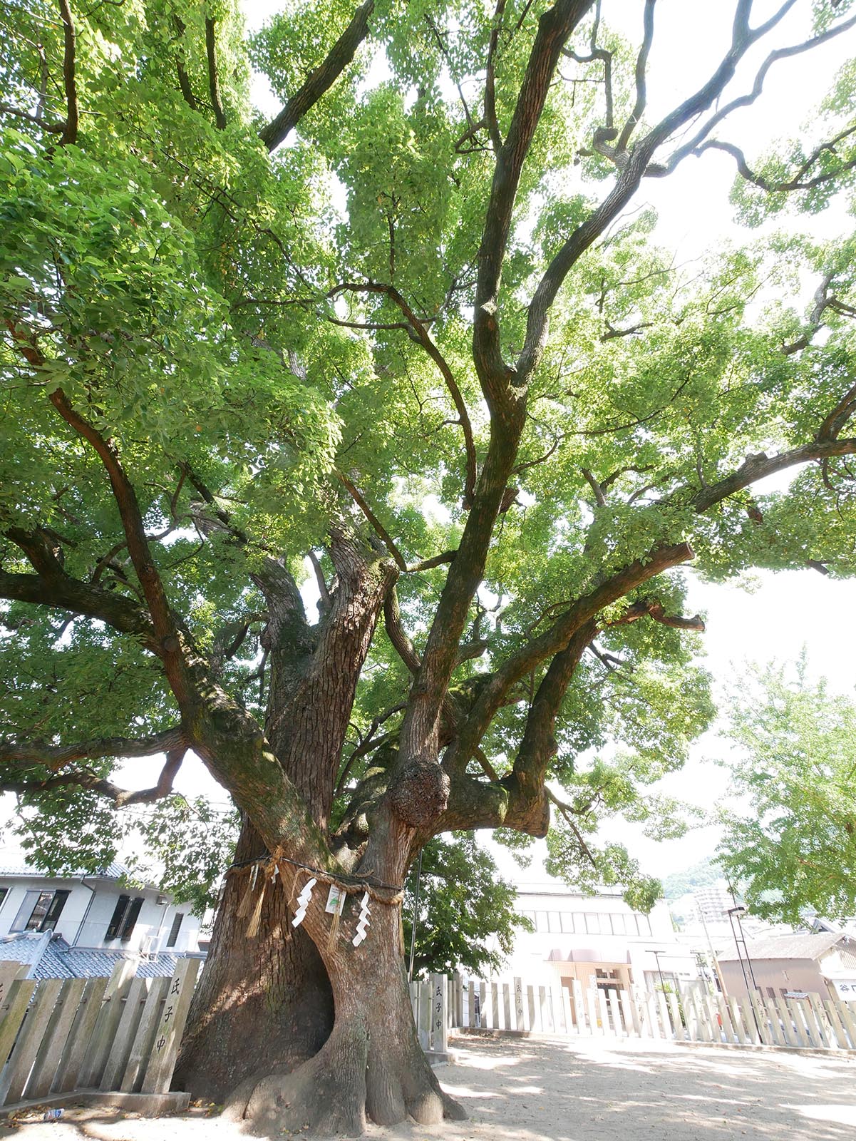 石神社のクス