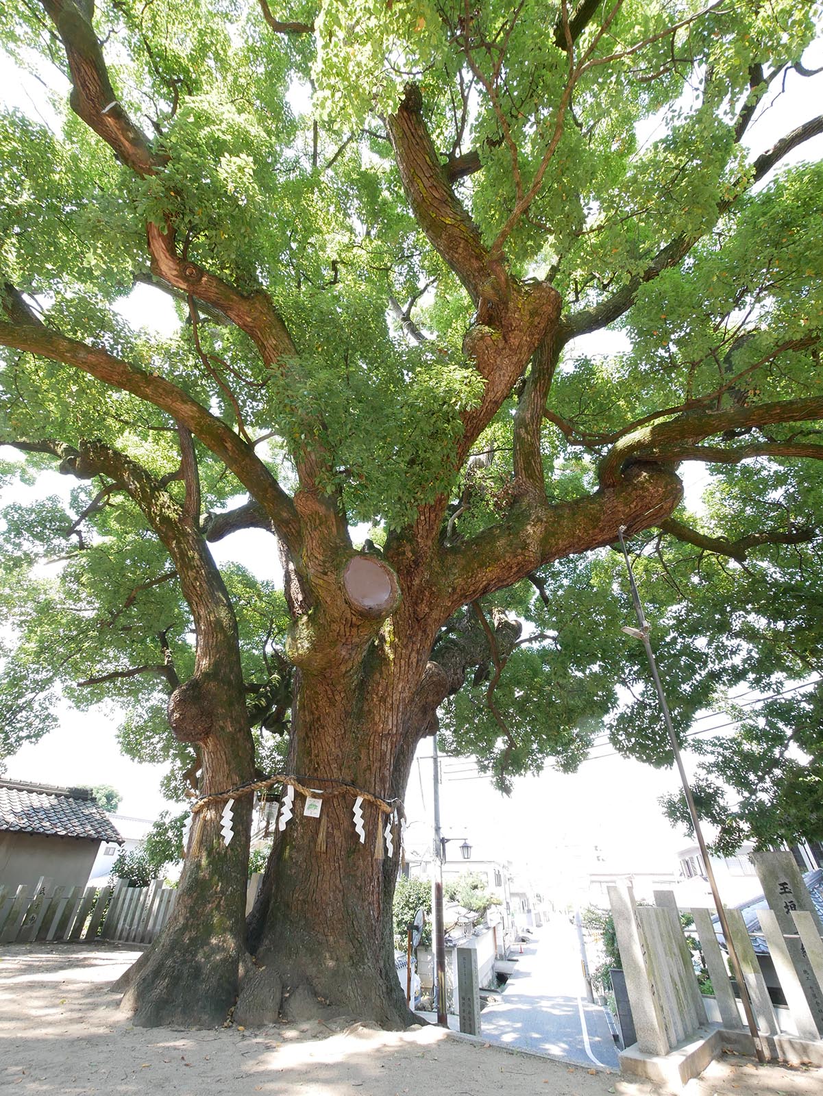 石神社のクス