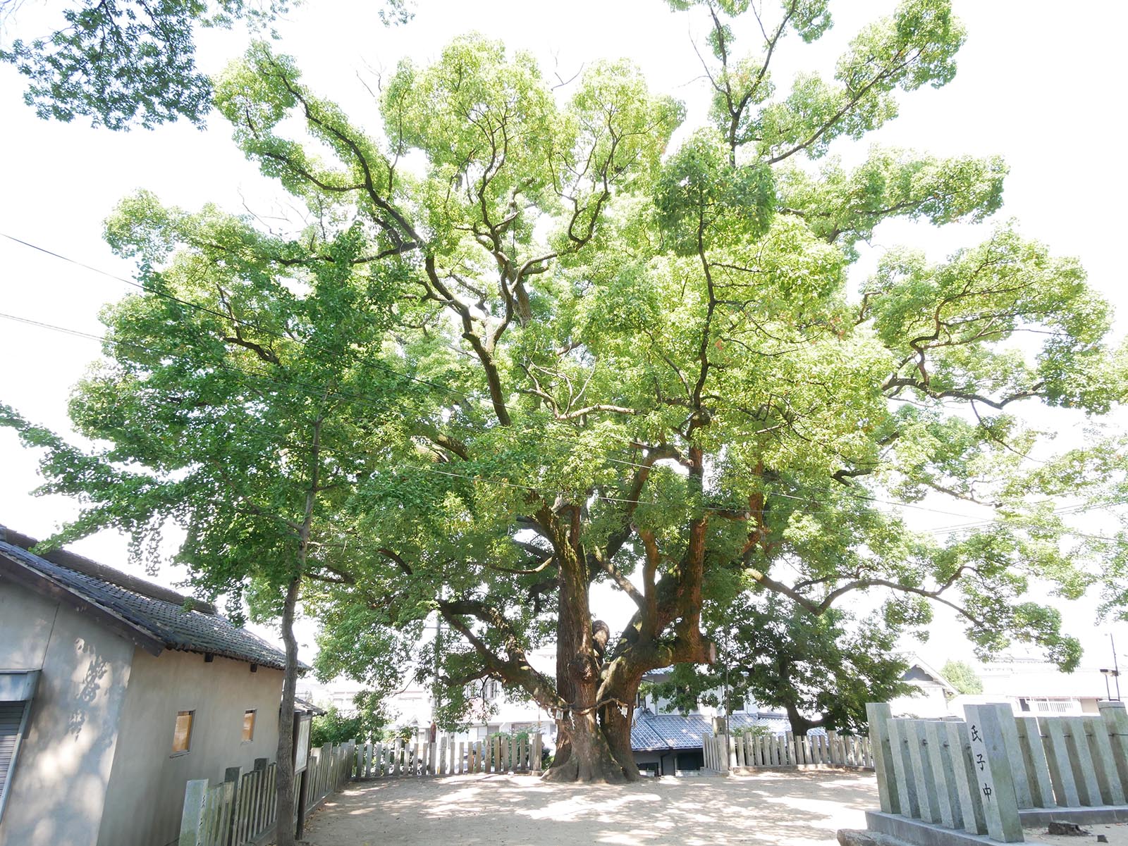 石神社のクス