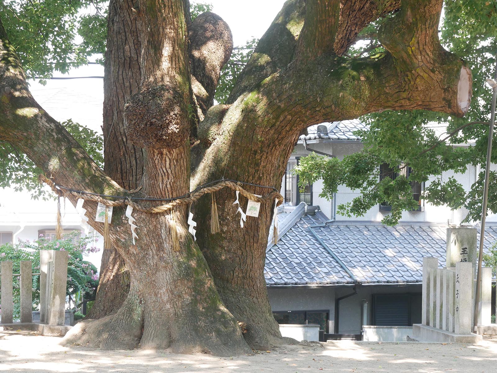 石神社のクス