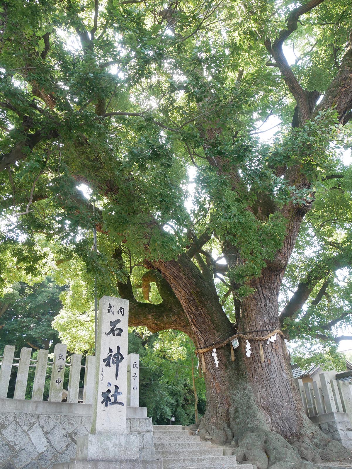 石神社のクス