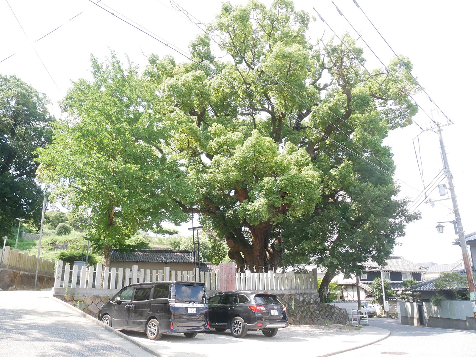 石神社のクス