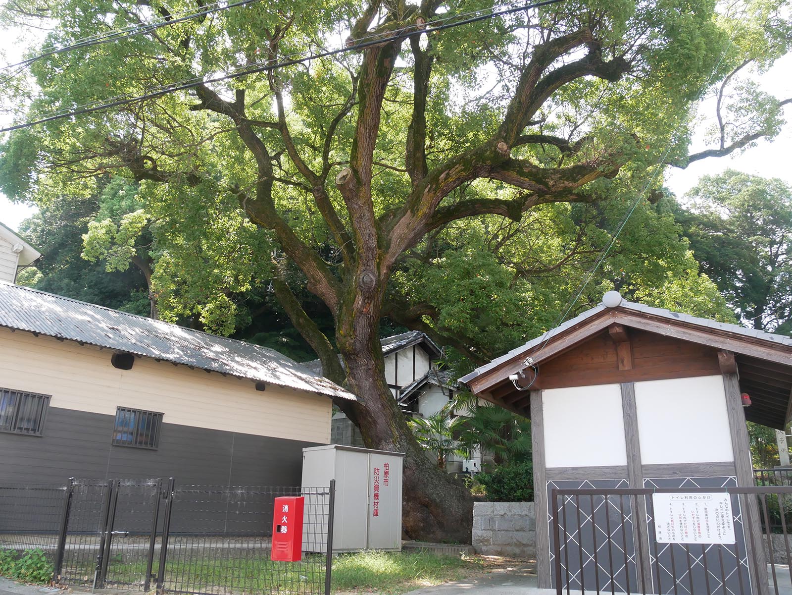 石神社のクス