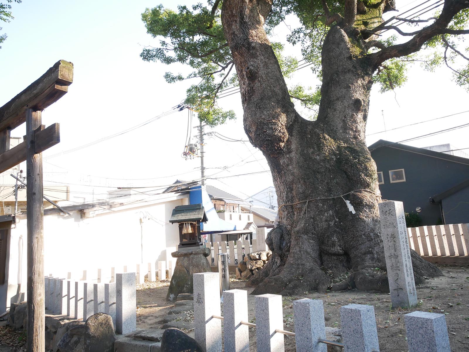 渋川神社のくす