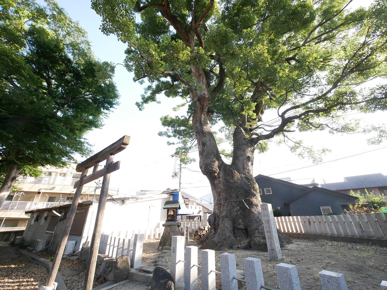 渋川神社のくす