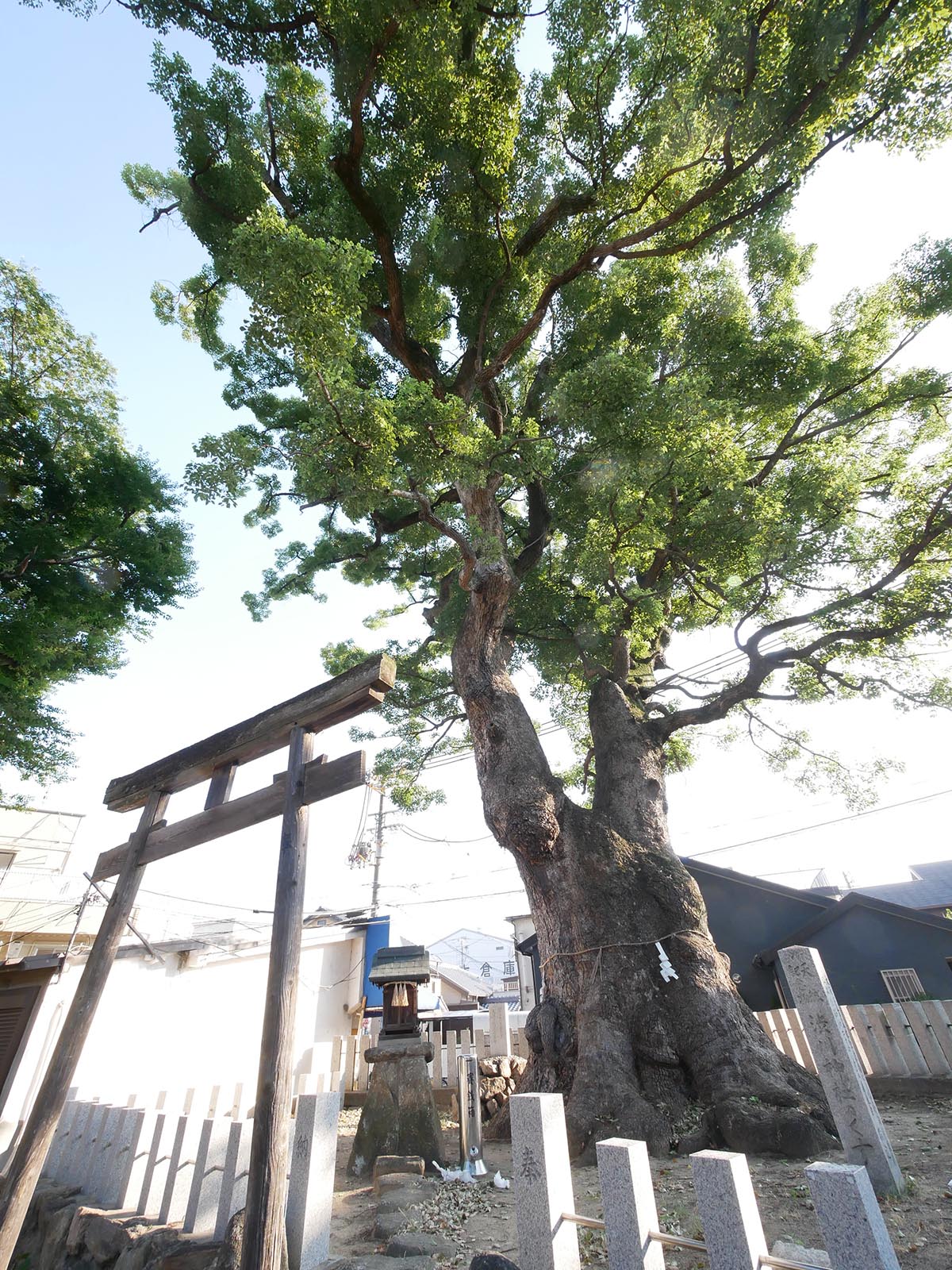 渋川神社のくす