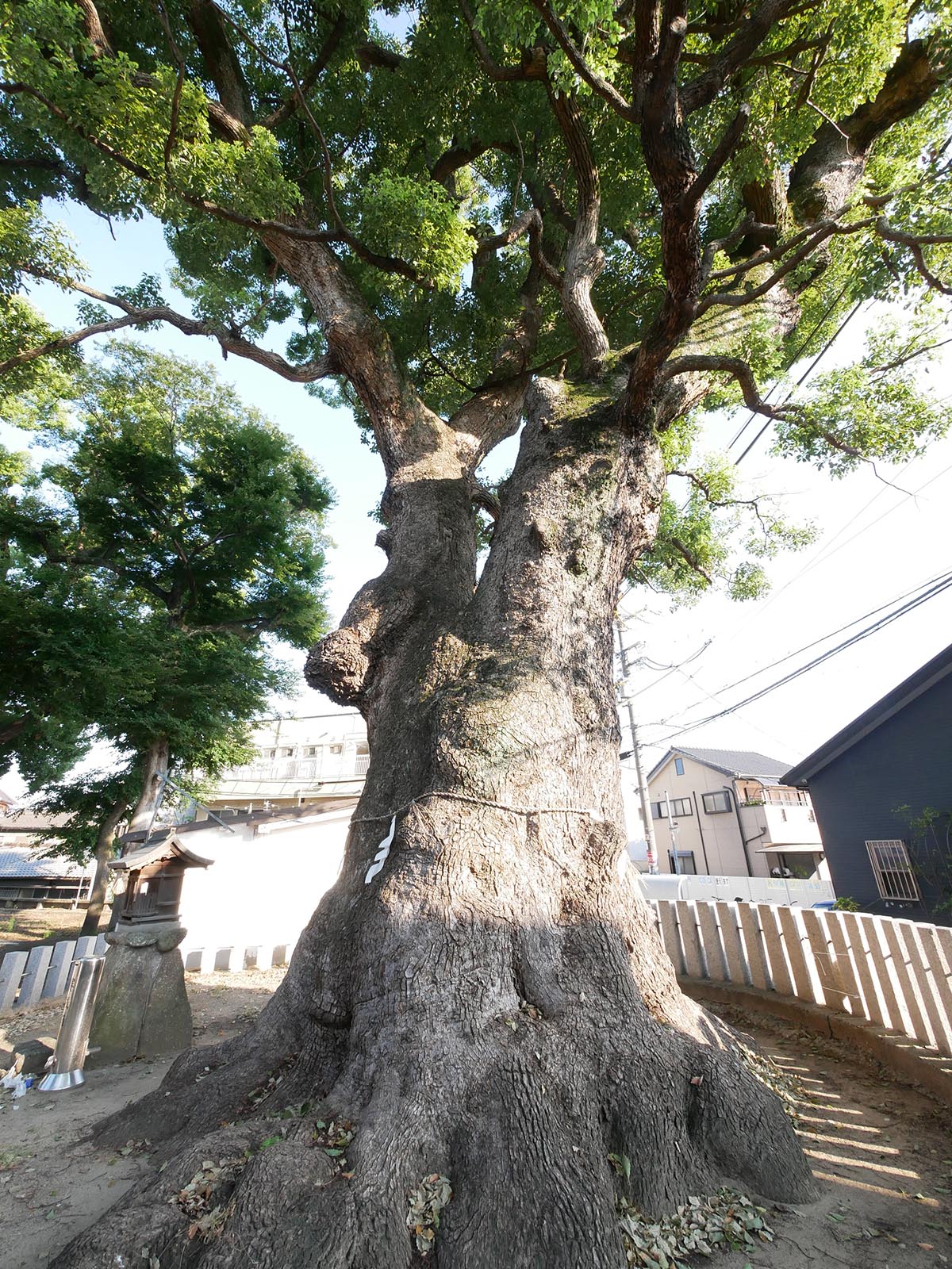 渋川神社のくす