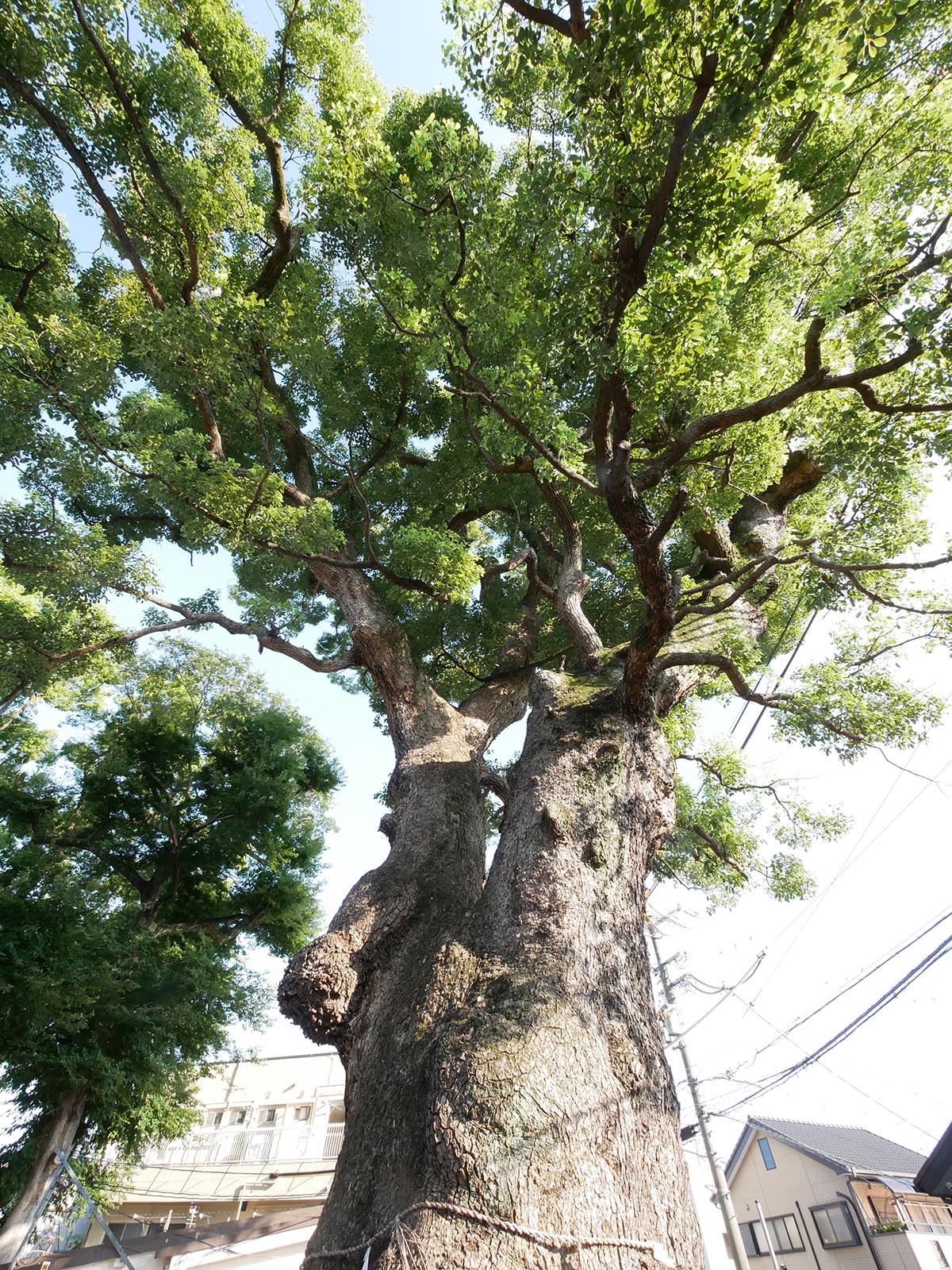 渋川神社のくす