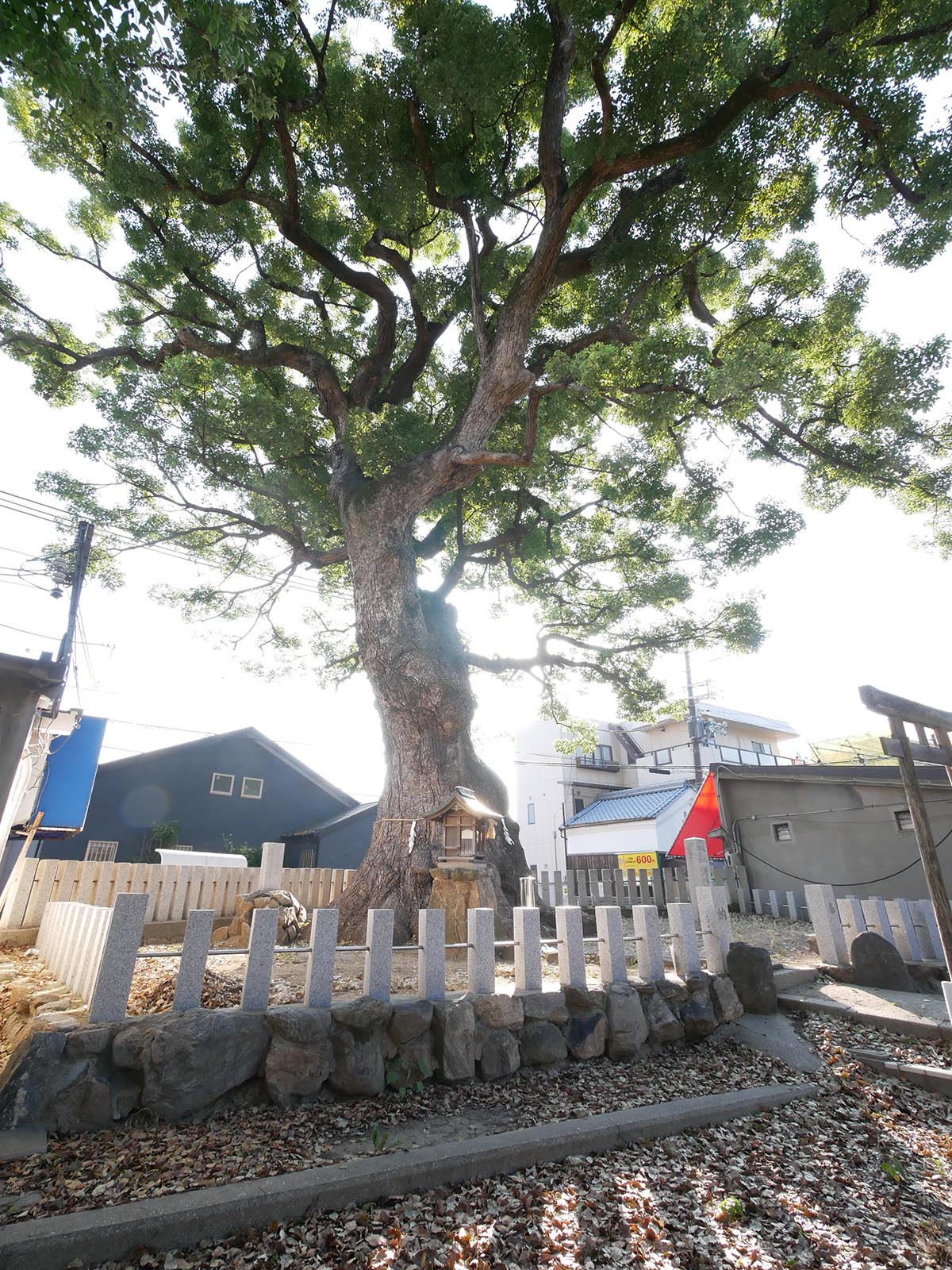 渋川神社のくす