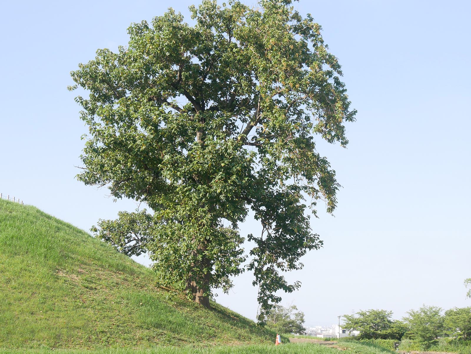 心合寺山古墳の桐