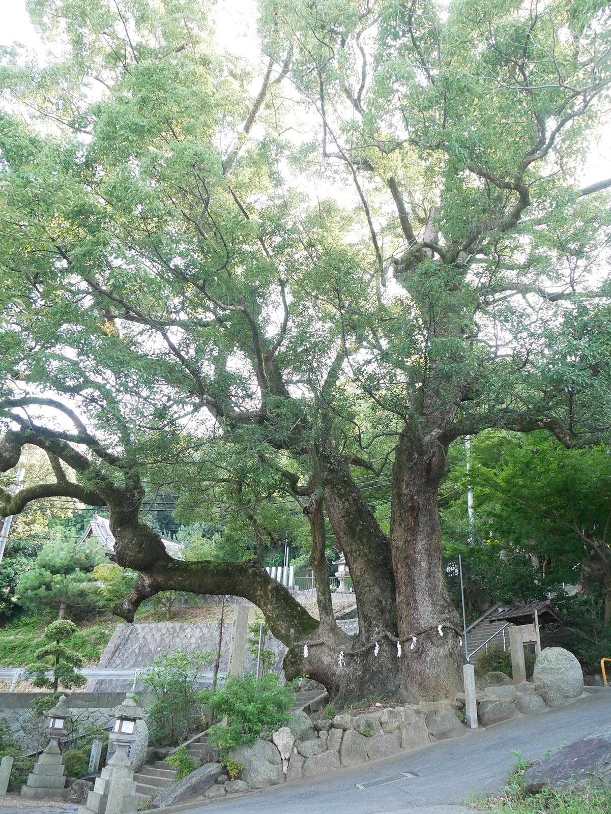 玉祖神社のクス