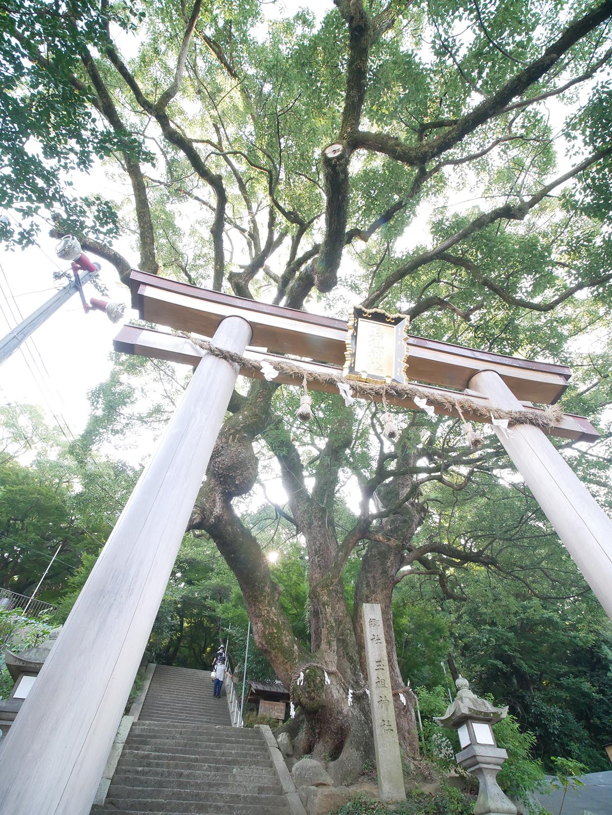 玉祖神社のクス