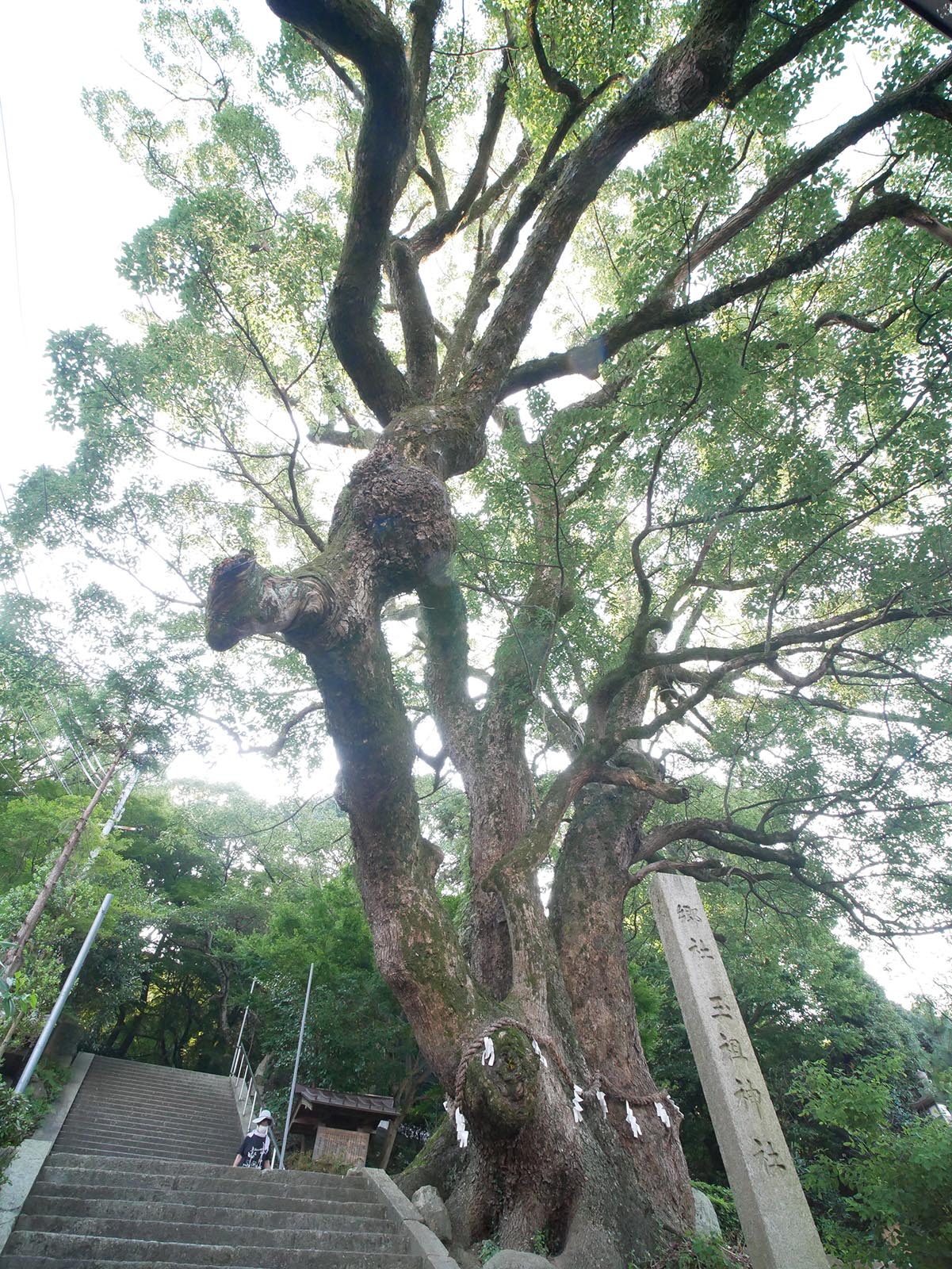 玉祖神社のクス