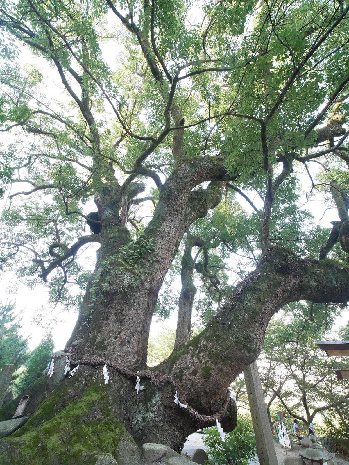 玉祖神社のクス